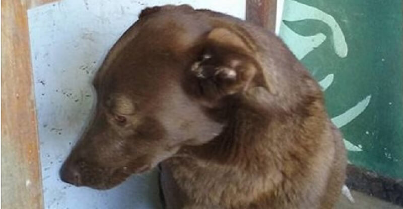 Per due anni il cane non aveva visto il suo padrone e ora lo aveva trovato!