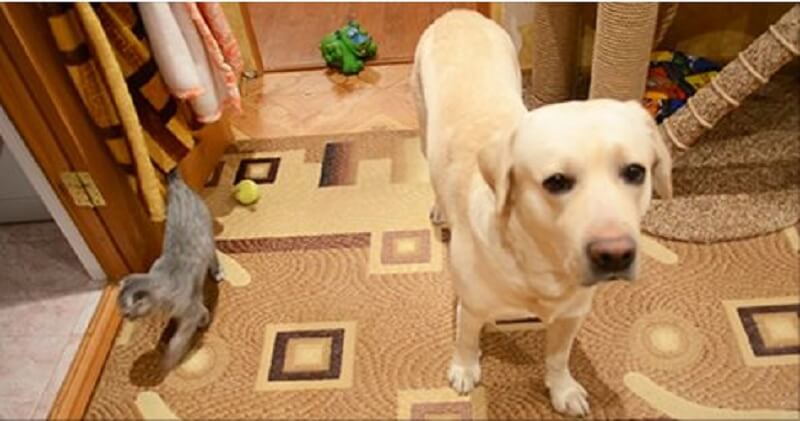 I proprietari hanno lasciato il cane e il gatto da soli a casa. Quando sono tornati, hanno avuto una sorpresa. Esilarante!