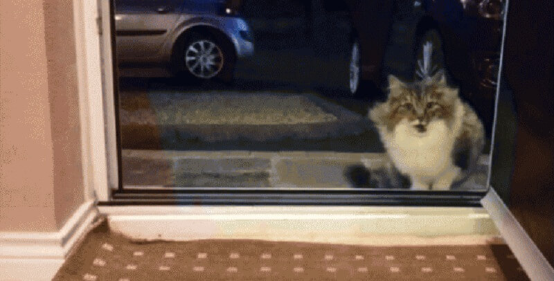 La sera vide un gattino alla sua porta. Implorava di entrare e lui la fece entrare. Ma il gatto non è arrivato a mani vuote..