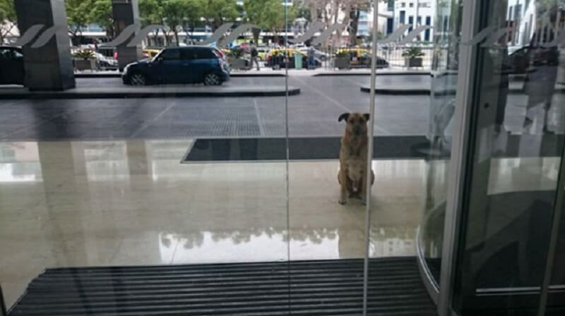 Un cane di strada ha incontrato una hostess alla porta del suo hotel per sei mesi e lei lo ha apprezzato