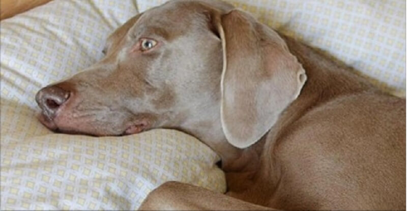 Dopo la morte del suo amico, il cane si rifiutò di alzarsi. Finché non vide una scatola in cui c’era qualcosa che si agitava e scricchiolava