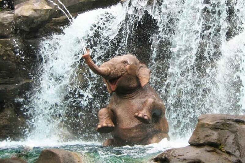 Queste foto di animali divertenti vi daranno una bella sensazione per tutto il giorno!
