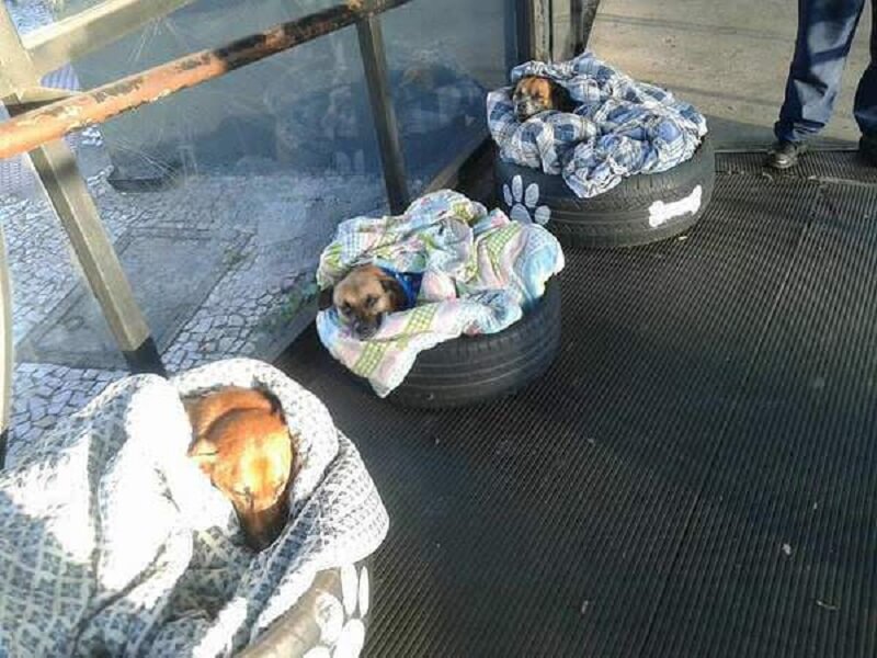 I lavoratori della stazione degli autobus allestiscono un alloggio notturno per i cani randagi