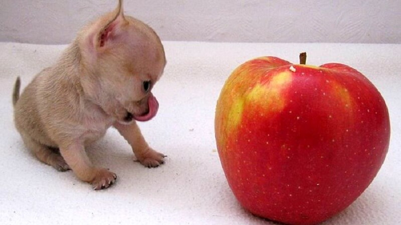 Il cane più piccolo del mondo! Toody ha affascinato l’intero internet!
