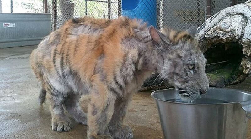 Quando questa tigre di 9 mesi è stata salvata, pesava solo 1/4 del suo peso normale. Guardate l’incredibile trasformazione che ha subito!