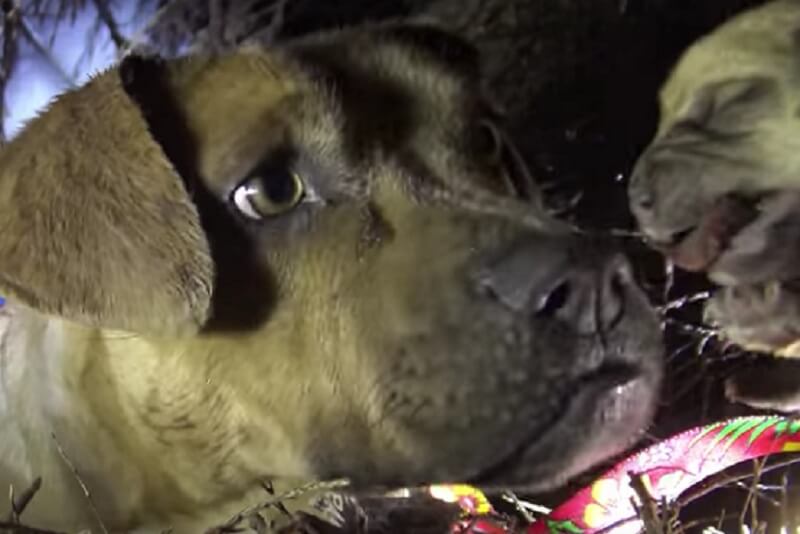 Mamma pitbull baciava tutti i cuccioli che le portavano via. Pensava che non li avrebbe più rivisti..