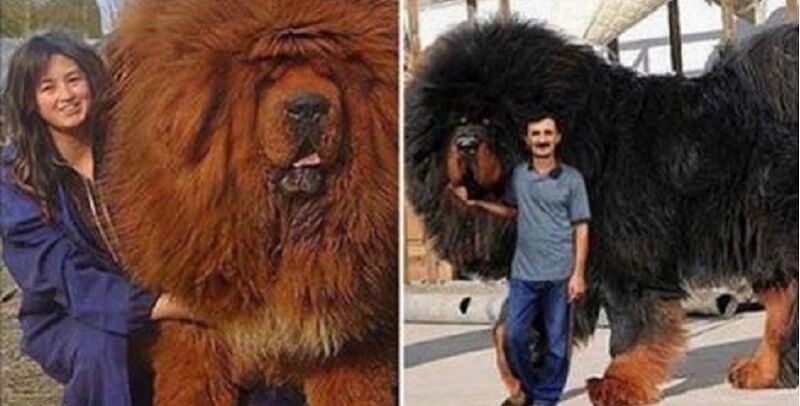 È il cane più costoso del mondo! L’aspetto di un mastino tibetano