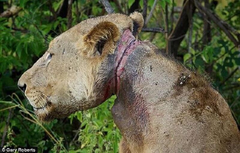 Il caso dei leoni “più umani” delle persone!