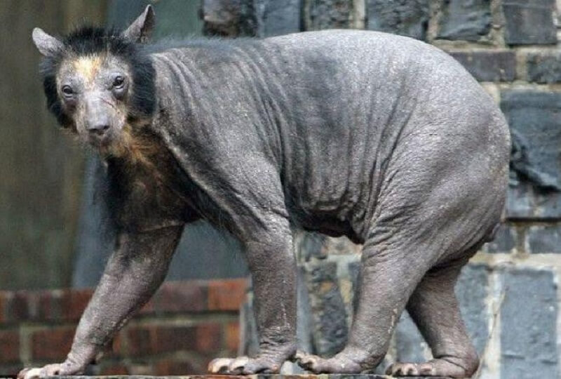 15+ ANIMALI DIFFICILI DA RICONOSCERE SENZA PELLICCIA E PIUME