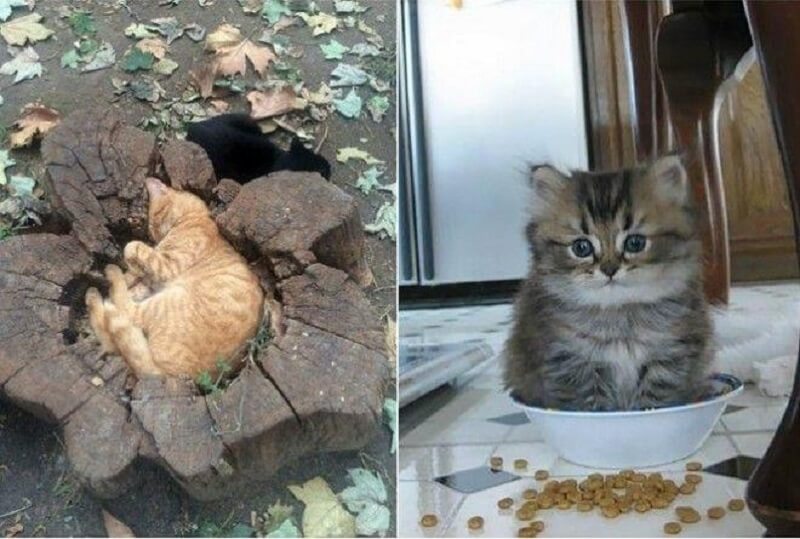 20 PROVE INCONFUTABILI CHE I GATTI SI ADATTANO A QUALSIASI POSTO