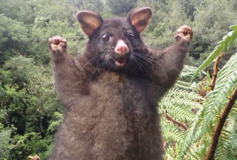 30 ANIMALI INCREDIBILMENTE FOTOGENICI CHE VI FARANNO IMPAZZIRE