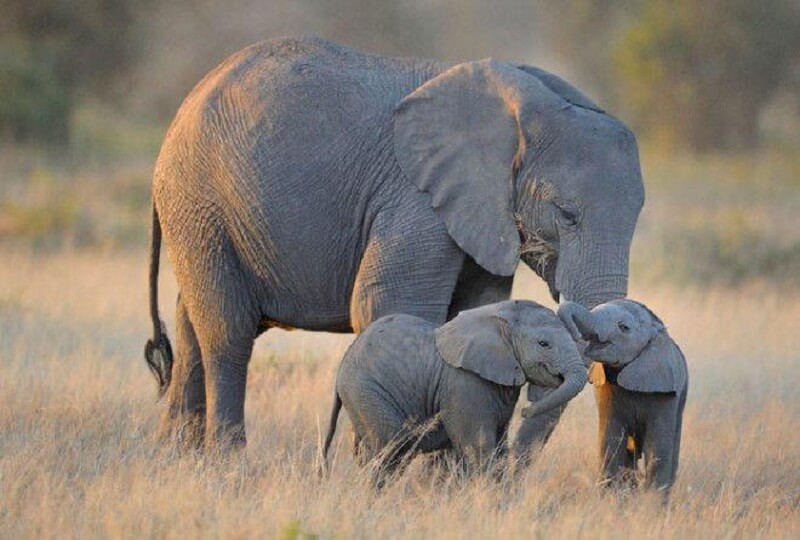 CUCCIOLI DI ELEFANTE CHE TOCCHERANNO IL CUORE DI CHIUNQUE