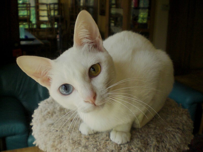 Gli animali domestici più costosi del mondo. Con questi animali si può andare sul lastrico