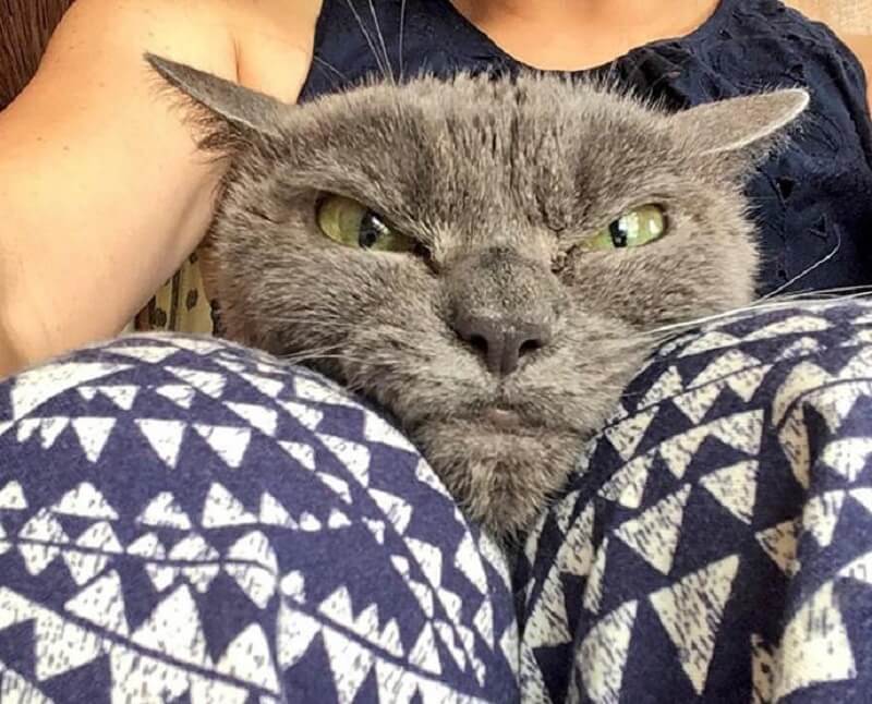 Ecco il gatto più arrabbiato del mondo, Shamo