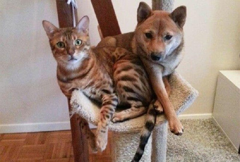 gLI OLTRE 20 CANI CHE SI OSTINANO A PENSARE DI ESSERE GATTI, QUALUNQUE COSA ACCADA