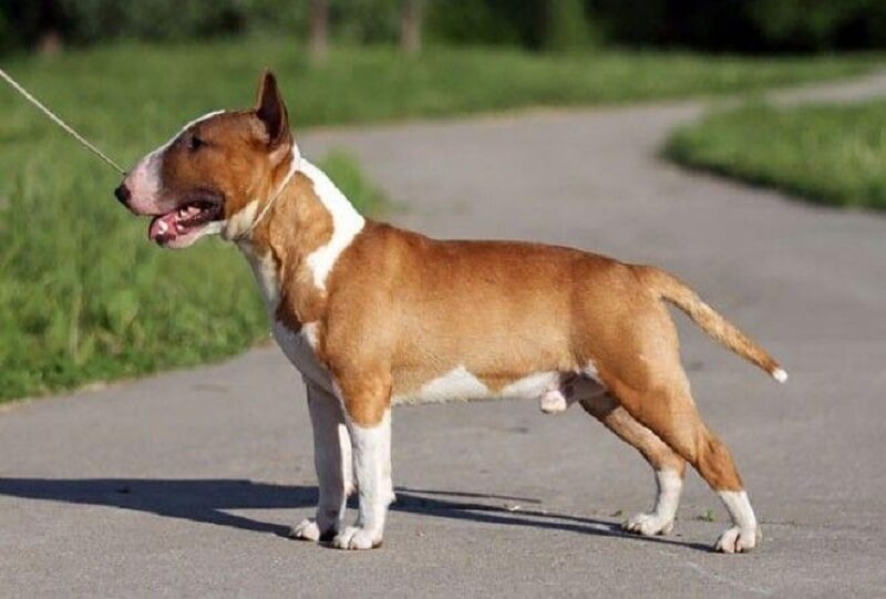 RAZZE DI CANI CHE SONO CAMBIATE IN MODO IRRICONOSCIBILE IN 100 ANNI