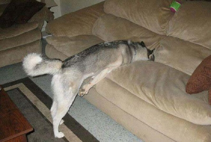 15 CANI INTRAPRENDENTI CHE HANNO ABILMENTE AGGIRATO LE INIBIZIONI DEI LORO PADRONI