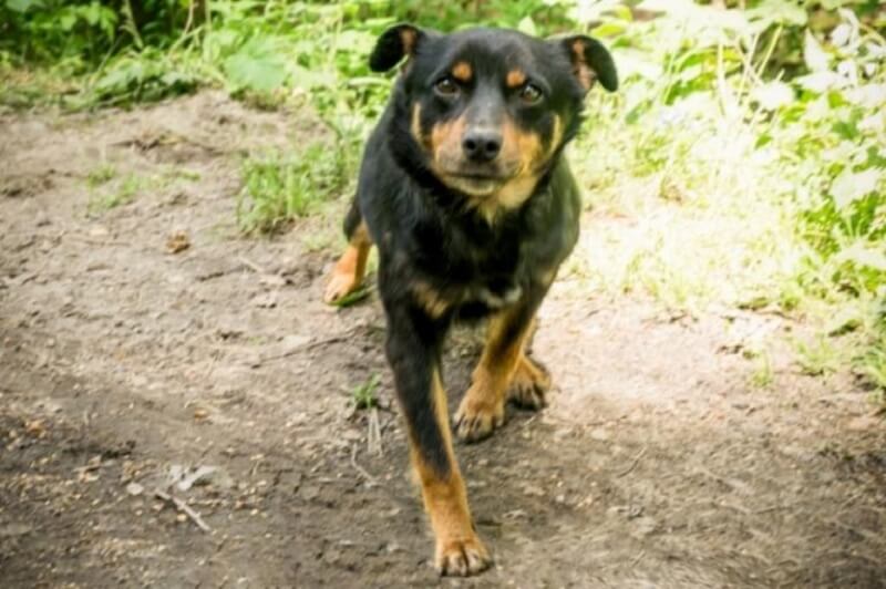 La fedeltà dei cani non ha limiti: aspetta il suo padrone per oltre 3 mesi